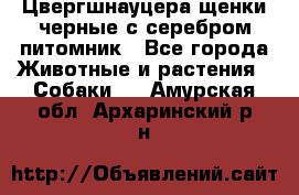 Цвергшнауцера щенки черные с серебром питомник - Все города Животные и растения » Собаки   . Амурская обл.,Архаринский р-н